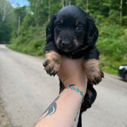 Alvin - Black and tan male Dachshund puppy in Maidsville, West Virginia from L&B Lowriders