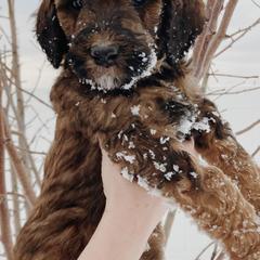 Labradoodles from Winter's Cocoa Pups