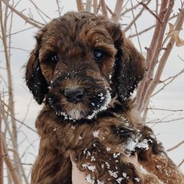 Labradoodles from Winter's Cocoa Pups