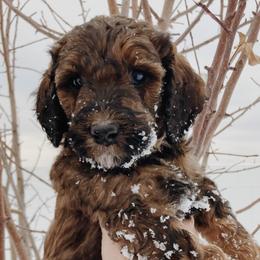 Labradoodles from Winter's Cocoa Pups