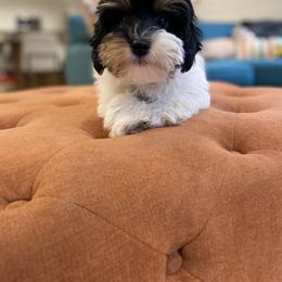 Havanese and Havapoo Puppies from Ladypawspuppies