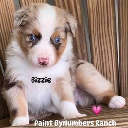 Bizzie - Red merle female Australian Shepherd puppy in Magee, Mississippi from Paint ByNumbers Ranch