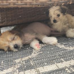Chinese Crested Puppies from Cosmopawlitan