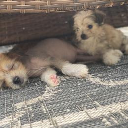 Chinese Crested Puppies from Cosmopawlitan