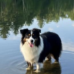 Leonard - Toy Australian Shepherd