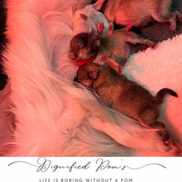 Pomeranian Puppies from Dignified Poms