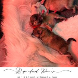 Pomeranian Puppies from Dignified Poms
