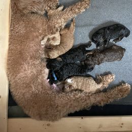 Poodle Puppies from Grandy’s Pretty Poodles