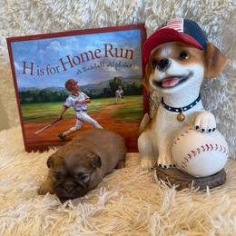 Freddie - Red male Shih Tzu puppy in Success, Missouri from Sweet Success