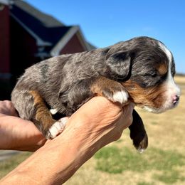 Boy 2 - Blue merle male Bernedoodle puppy in Royse City, Texas from Platinum Bernedoodles of Texas