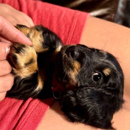 Pebbles AKC GC - Black and cream female Dachshund puppy in El Dorado, Arkansas from LovelylilDoxies