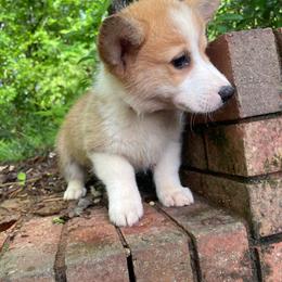 Gage - Sable male Pembroke Welsh Corgi puppy in Apison, Tennessee from Ashmore Corgis