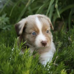 Scully - Red merle male Miniature Australian Shepherd puppy in Fairview, South Dakota from Dakota Toy Aussies
