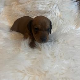Boy 1 Longhair Black and Tan - Black and tan Dachshund puppy in Oklahoma City, Oklahoma from Diana's Dachshunds