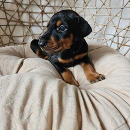Atlas (black) - Black and rust male Doberman Pinscher puppy in Hamilton, Ohio from Little Dragon Dobermans