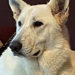 Kaizer - German Shepherd