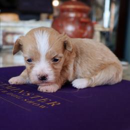 Petals - Red female Havanese puppy in Hamptonville, North Carolina from Alabama Havanese Kennel Tidewater Kennel
