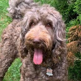 Sarah - Goldendoodle