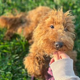 Kovu - Red  Goldendoodle puppy in Noblesville, Indiana from R and H Doodles
