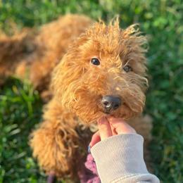 Kovu - Red  Goldendoodle puppy in Noblesville, Indiana from R and H Doodles