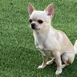 Chihuahuas from Mystic Angels Chihuahuas