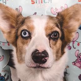 American Corgis from Elmiphyr Corgis