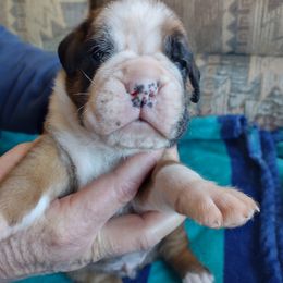 "Freeman " Boxer Puppies from HeartNSoul Boxers