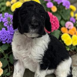 Kylo - Parti male Poodle puppy in Prosperity, Pennsylvania from Stelladoodles & Company