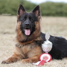 Bumblebee - German Shepherd