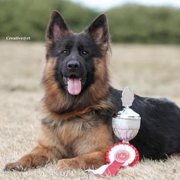 Bumblebee - German Shepherd