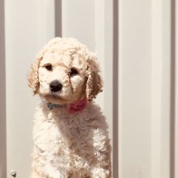 Bernedoodle and Labradoodle Puppies from Royal Doodles