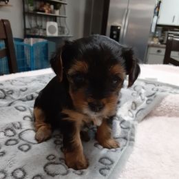 River Rose (Pink) - Black and tan female Yorkshire Terrier puppy in Fayetteville, Tennessee from Mina's Yorkies