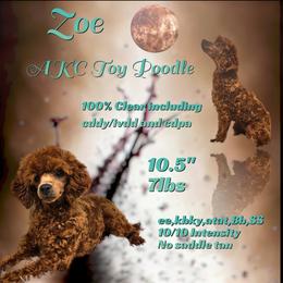 Zoe - Poodle