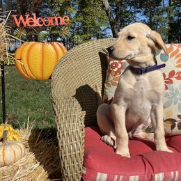 Sproul - Yellow male Labrador Retriever puppy in Alger, Ohio from Osborne Family Retrievers