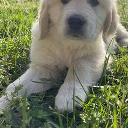 Golden Retriever Puppies from Stockford’s Golden Retrievers