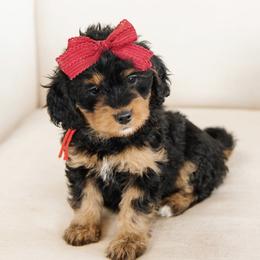 'Saffron' Red Bow Female - Phantom female Bernedoodle puppy in Kamas, Utah from A + E Farms