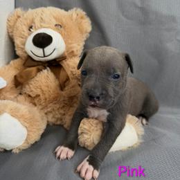 Pink Collar Female - Blue female American Pit Bull Terrier puppy in Pensacola, Florida from Alpha Alliance Kennels
