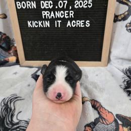 Prancer - Black male Border Collie puppy in Chariton, Iowa from Kickin It Acres BCs