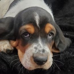 Basset Hounds from Elizabeth Bassets