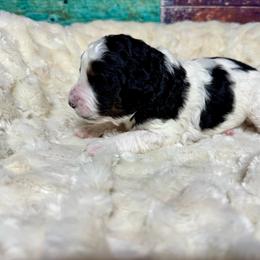 Parti tri - Tri-color female Bernedoodle puppy in Blue Springs, Missouri from Jeanie’s Doodles