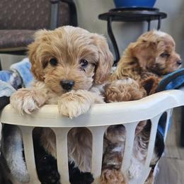 Cavapoo, Cockapoo, Goldendoodle, and Maltipoo Puppies from Perdue Puppies
