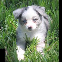 Miniature Australian Shepherd and Toy Australian Shepherd Puppies from TK Mini Aussies
