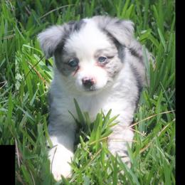 Miniature Australian Shepherd and Toy Australian Shepherd Puppies from TK Mini Aussies