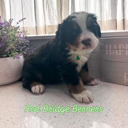 Bernese Mountain Dog Puppies from Red Bridge Berners