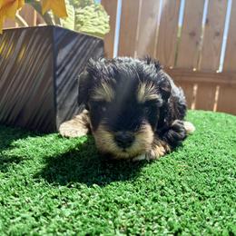 Persephone - Black female Miniature Schnauzer puppy in Menifee, California from Moonshine’s Minis