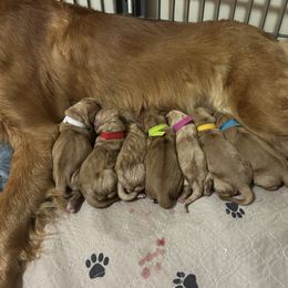 Blue boy - Dark golden male Golden Retriever puppy in Indianapolis, Indiana from ZuGolden Retrievers & Doodles