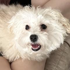 Bolognese Puppies from Sweet Angels Bolognese