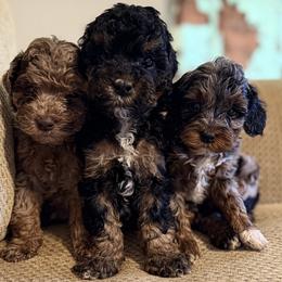 Cockapoo and Dachshund Puppies from Windy Pines Farm