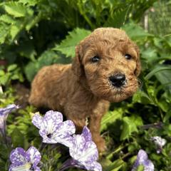 Poodles from Little Prairie’s Standard Poodles