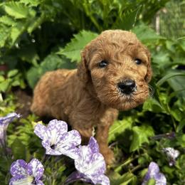 Poodles from Little Prairie’s Standard Poodles